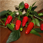 Sommerplanter i Hillerød - Apache chili (styrke 5)