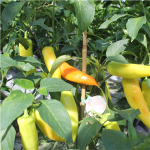 Sommerplanter i Hillerød - Hungarian Hot Wax chili (styrke 3)