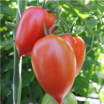 Sommerplanter i Hillerød - Colibri stor blomme tomat