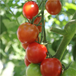 Sommerplanter i Hillerød - Picolino coktail tomat
