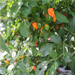 Sommerplanter i Hillerød - Orange Habanero chili (styrke 10)
