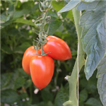 Sommerplanter i Hillerød - Romalina lille blomme tomat