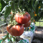 Sommerplanter i Hillerød - Black Russian tomat